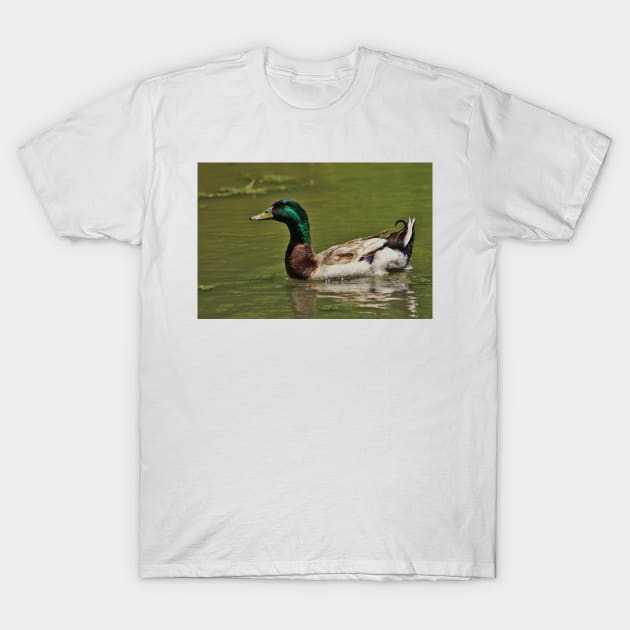 Colorful Mallard Drake Swimming T-Shirt by ROBERTDBROZEK